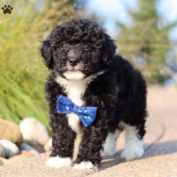 Koda, Mini Sheepadoodle Puppy